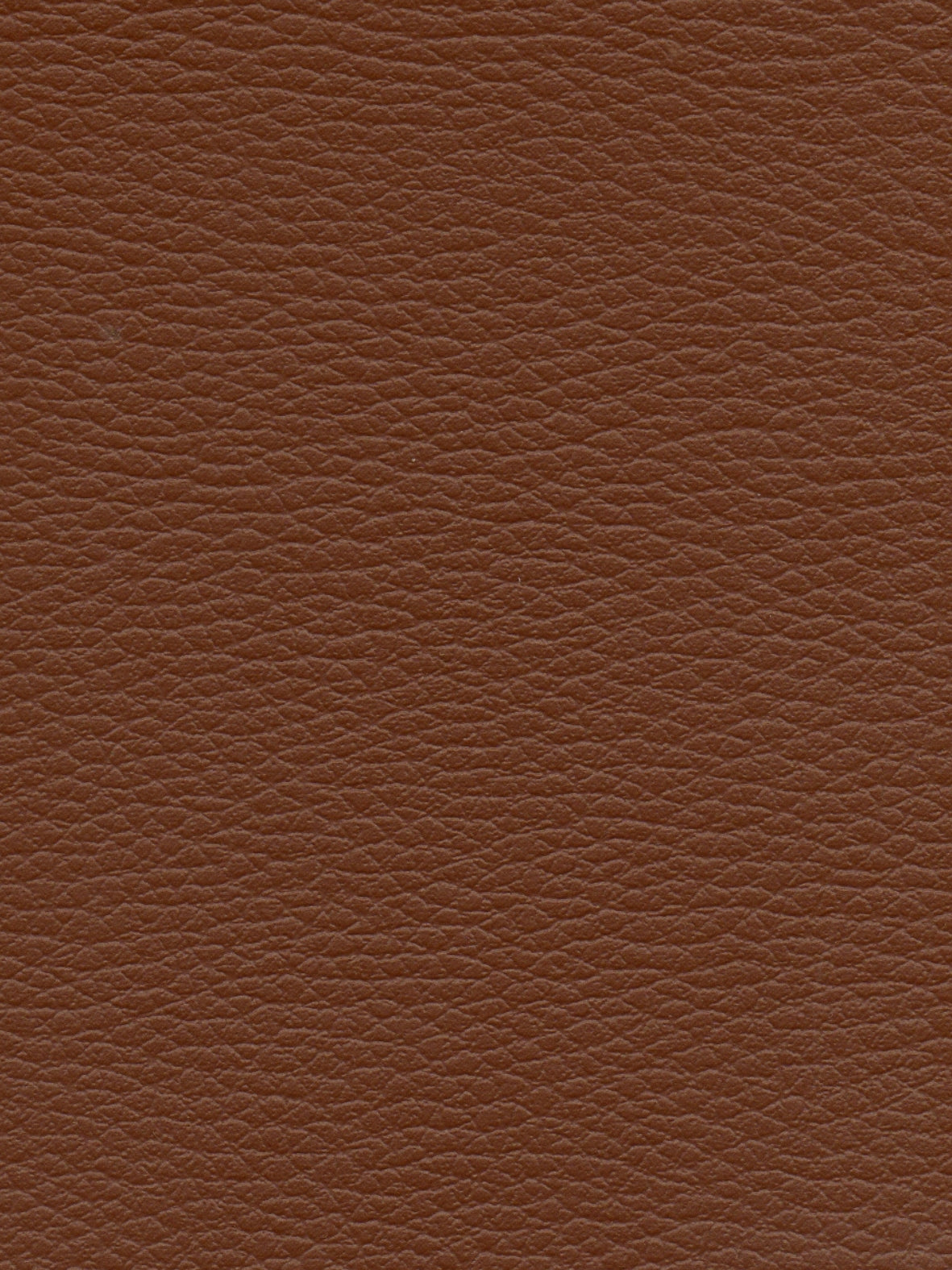 Imagen de CI-CHATAIGE