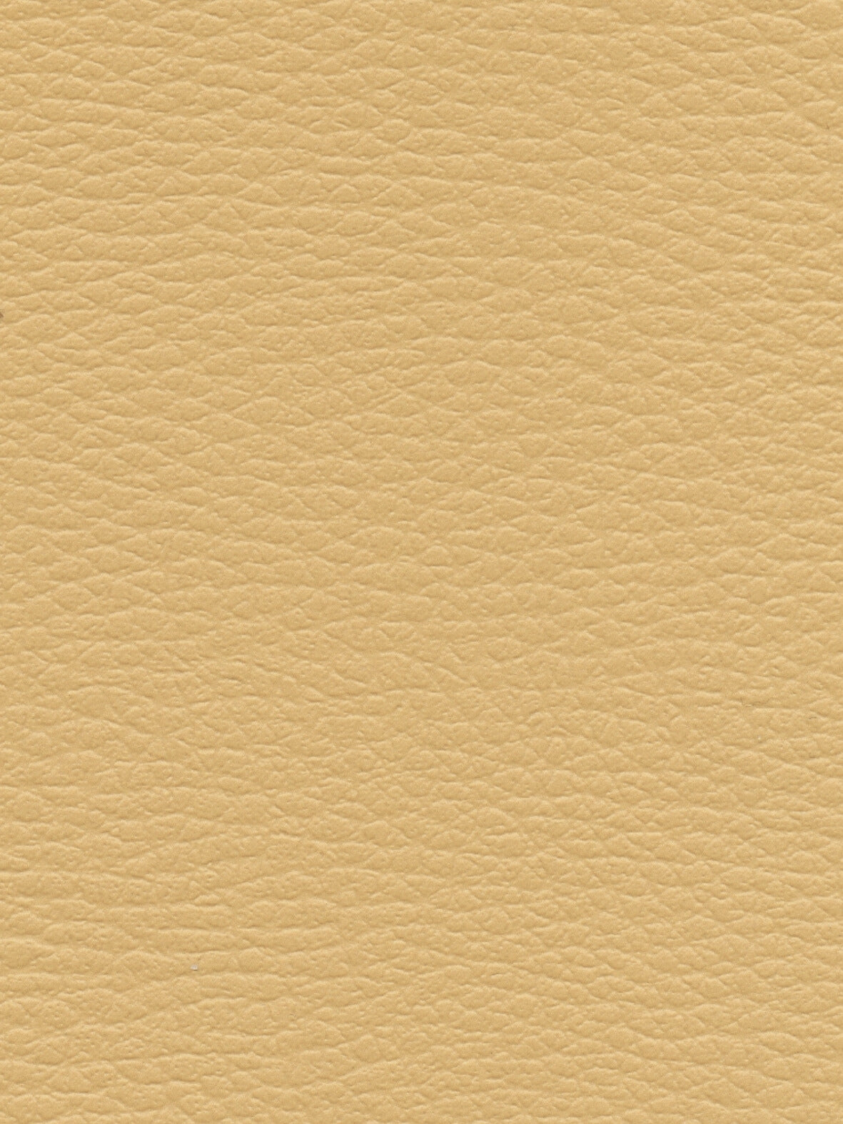 Imagen de CI-MOUTARDE