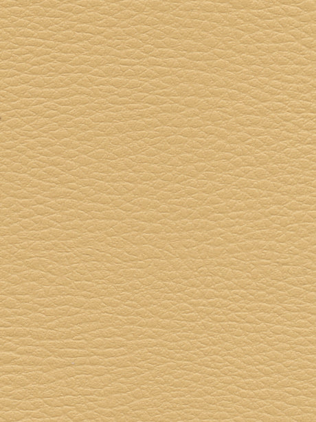 Imagen de CI-MOUTARDE