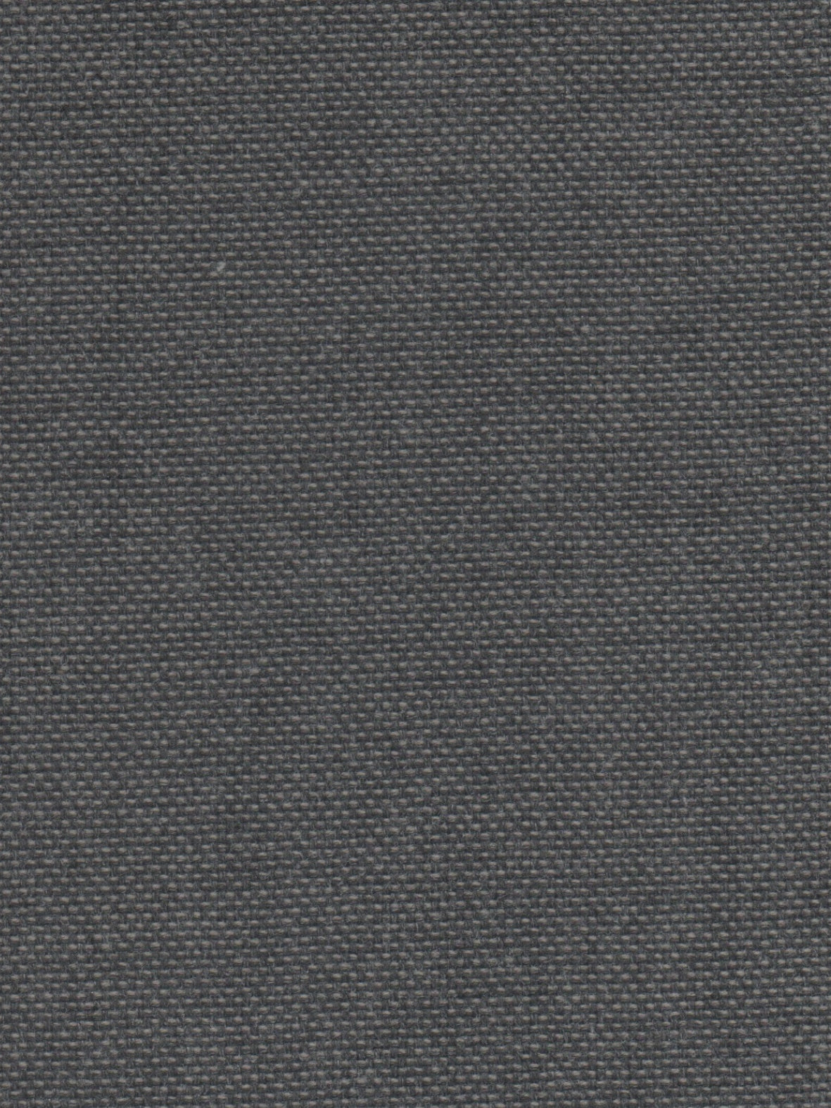 Imagen de VIV-SQUIRREL